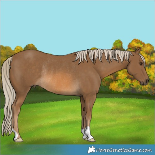 Horse Color:Chocolate Palomino Rabicano 
