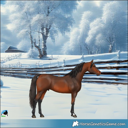 Horse Color:Bay Rabicano 
