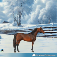 Horse Color:Bay Rabicano 