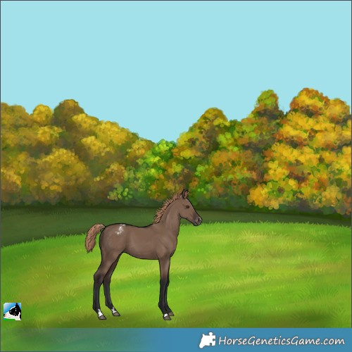 Horse Color:Liver Red Dun Appaloosa