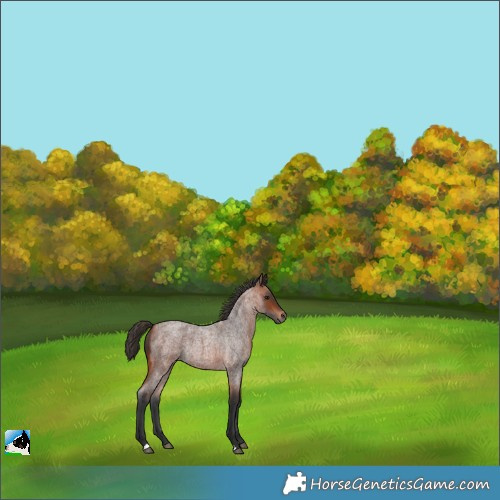 Horse Color:Bay Roan Rabicano 