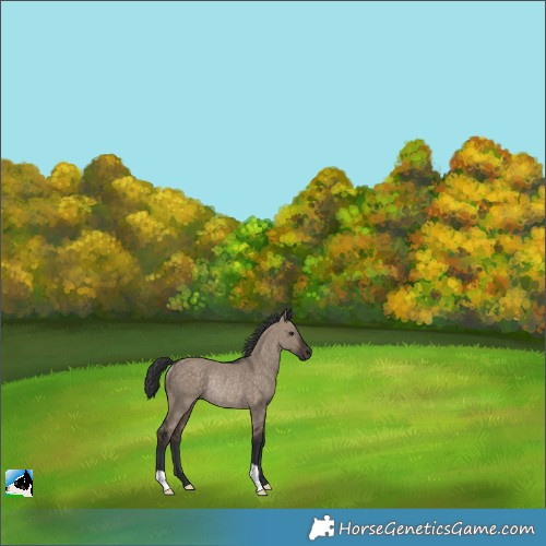 Horse Color:Brown Dun Rabicano 