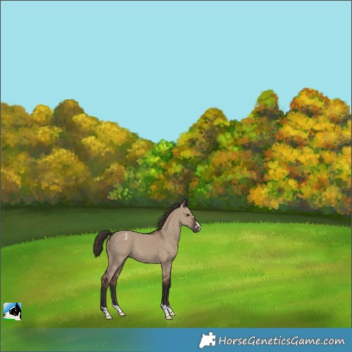 Horse Color:Liver Red Dun Appaloosa 