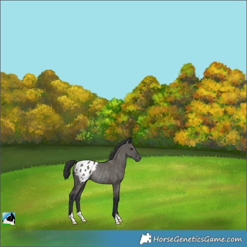 Horse Color:Grullo Appaloosa Rabicano 