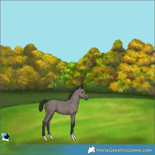 Horse Color:Grullo Varnish 