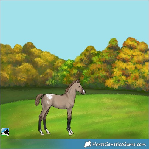 Horse Color:Liver Red Dun Appaloosa