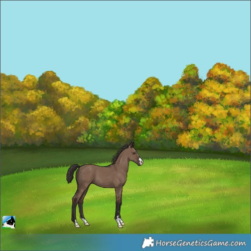 Horse Color:Liver Red Dun Varnish 