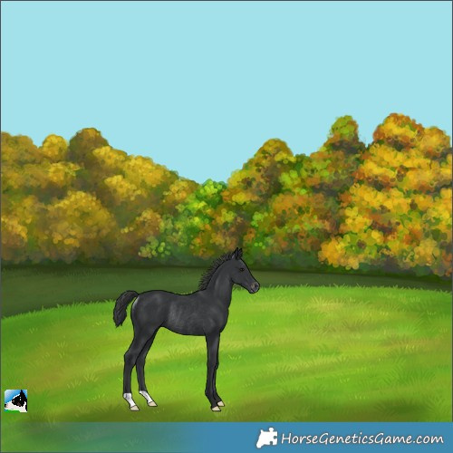 Horse Color:Black Appaloosa Rabicano 