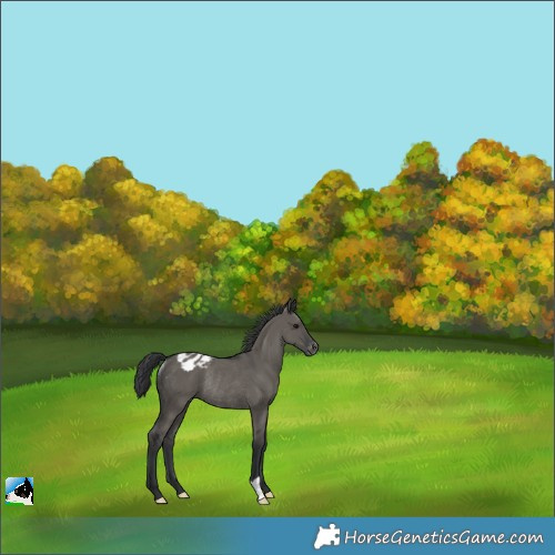 Horse Color:Grullo Appaloosa Rabicano 