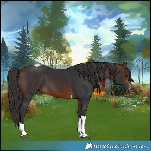 Horse Color:Bay Tobiano 