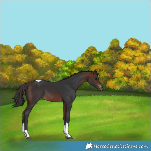 Horse Color:Bay Tobiano 
