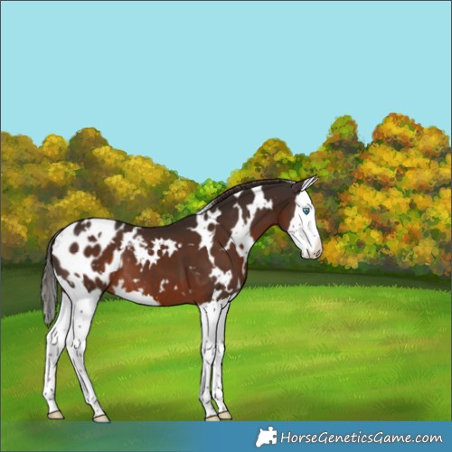 Horse Color:White Spotted Liver Chestnut Splash Appaloosa 