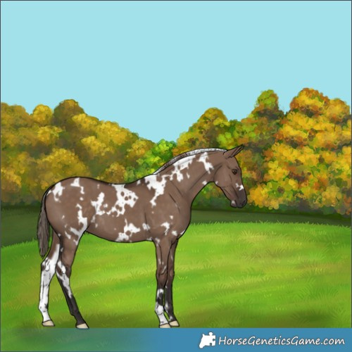 Horse Color:White Spotted Liver Red Dun