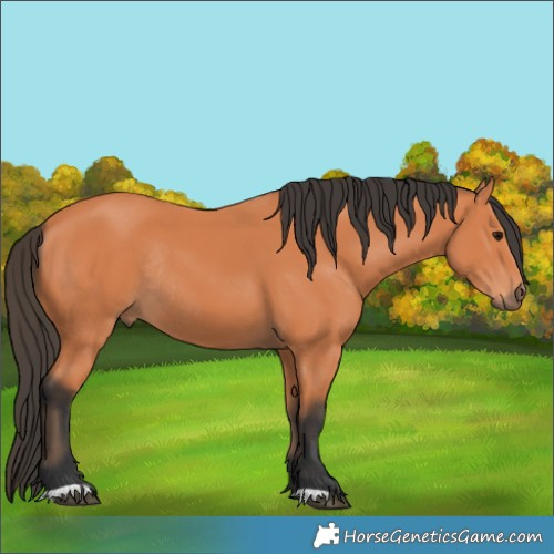 Horse Color:Bay Rabicano 