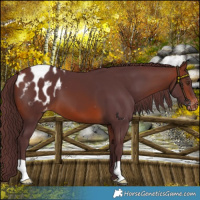 Horse Color:Chocolate Brown Blanket 