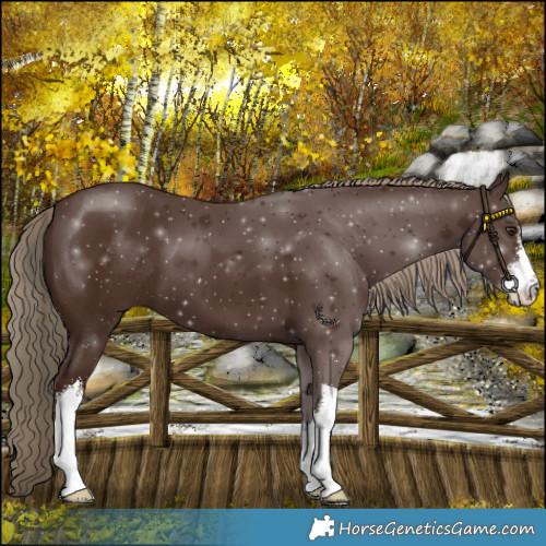 Horse Color:White Spotted Liver Chestnut 