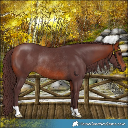 Horse Color:Chocolate Bay Rabicano 