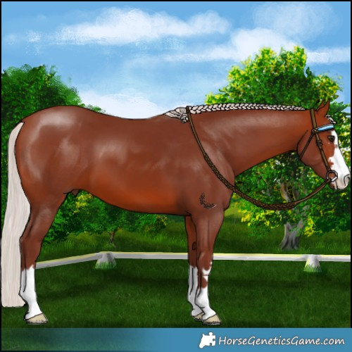 Horse Color:Chocolate Silver Bay 