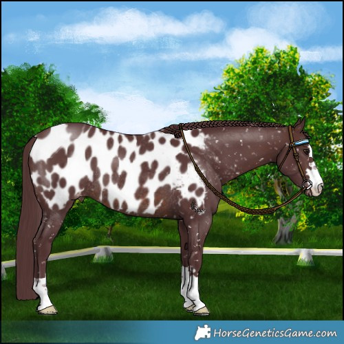 Horse Color:Chocolate Brown Appaloosa Rabicano