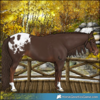 Horse Color:Liver Chestnut Varnish 