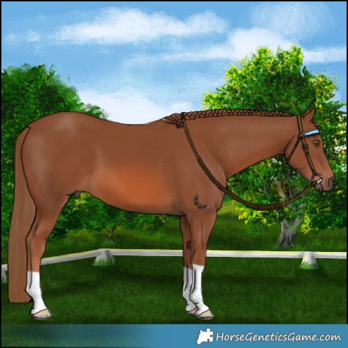 Horse Color:Chestnut 
