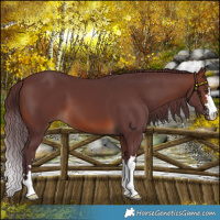 Horse Color:Chocolate Brown
