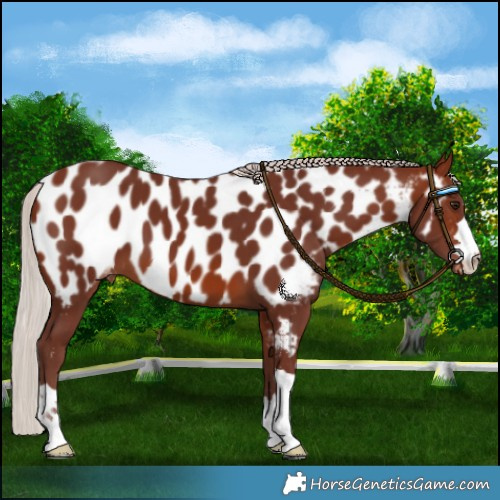 Horse Color:Chocolate Silver Brown Near Leopard 