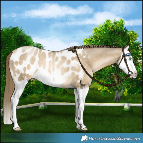 Horse Color:Chocolate Smoky Black Pearl Splash Near Leopard 