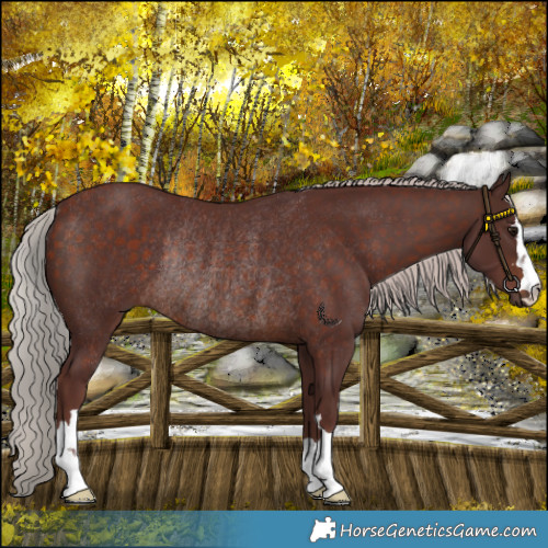 Horse Color:Chocolate Silver Brown Rabicano