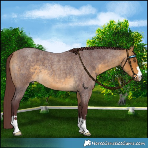 Horse Color:Chocolate Buckskin Roan 