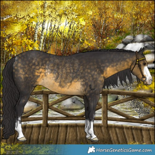 Horse Color:Buckskin Rabicano 