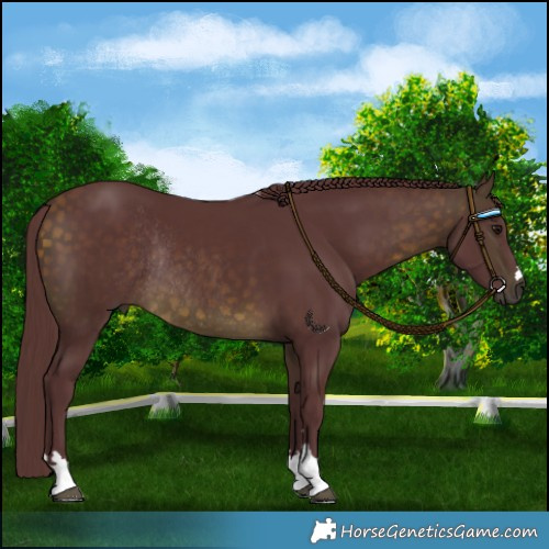 Horse Color:Chocolate Buckskin Rabicano 