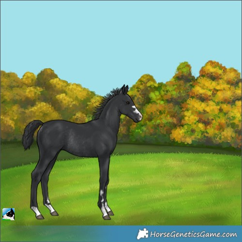 Horse Color:Black Rabicano 