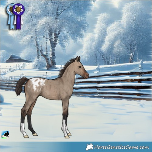 Horse Color:Brown Dun Appaloosa Brindle 