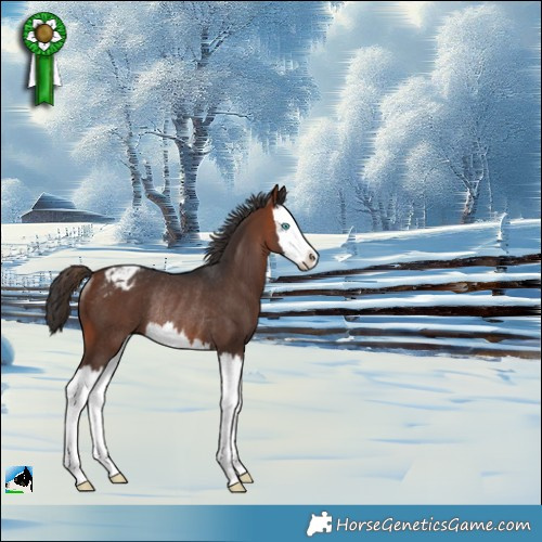 Horse Color:Bay Splash Appaloosa Rabicano 