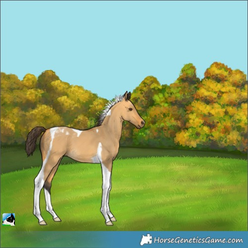 Horse Color:Buckskin Dun Tobiano 