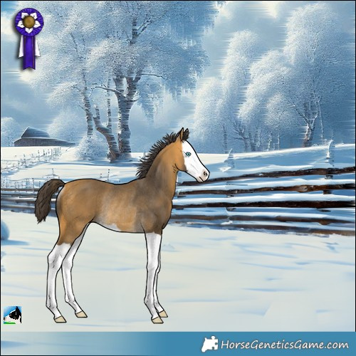 Horse Color:Buckskin Splash Rabicano 