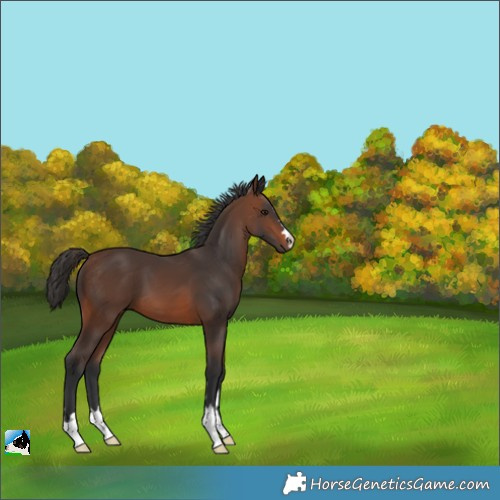 Horse Color:Brown 