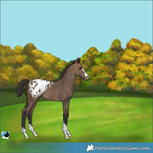 Horse Color:Brown Dun Appaloosa Brindle