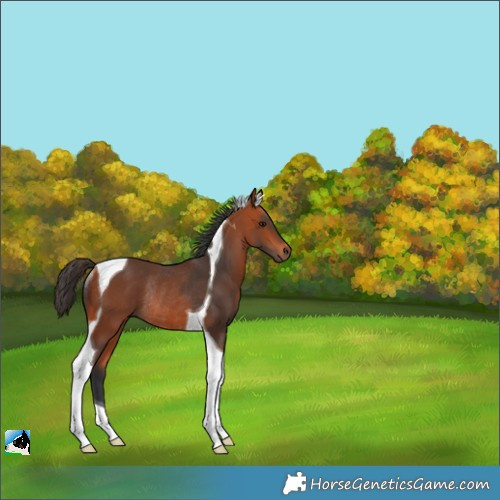 Horse Color:Bay Tobiano Rabicano 