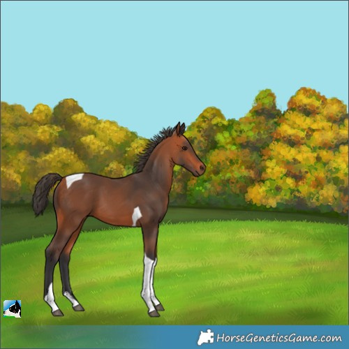 Horse Color:Bay Tobiano 