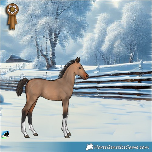 Horse Color:Bay Dun Tobiano 