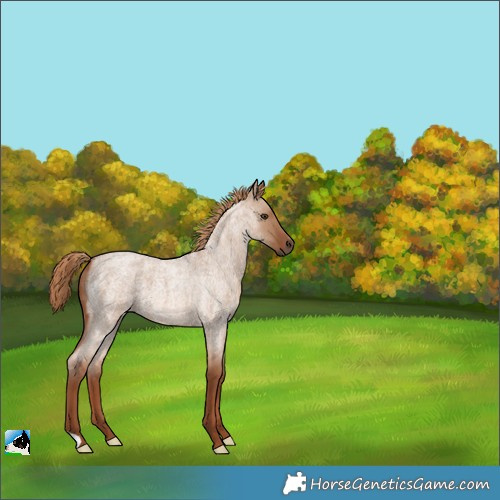 Horse Color:Red Dun Roan 