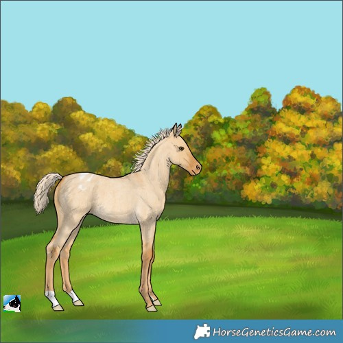 Horse Color:Palomino Roan Dun Appaloosa 