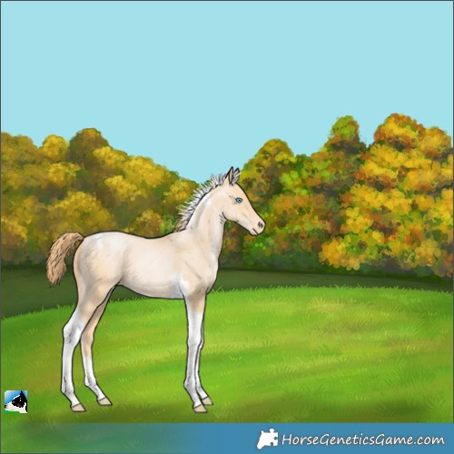 Horse Color:Buckskin Snowdrop Tobiano Varnish 