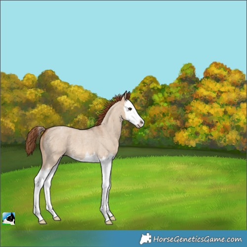 Horse Color:Red Dun Roan Splash Varnish 