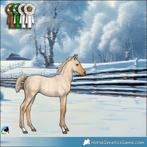 Horse Color:Palomino Roan Dun 