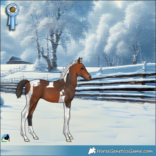 Horse Color:Bay Tobiano 