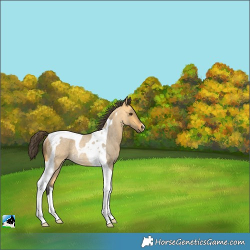 Horse Color:Buckskin Roan Dun Tobiano Rabicano