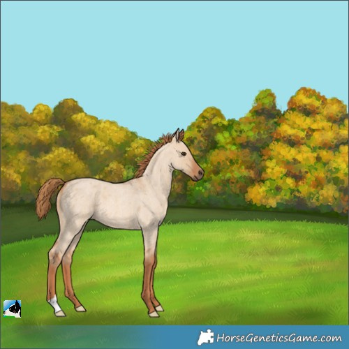 Horse Color:Red Dun Roan 